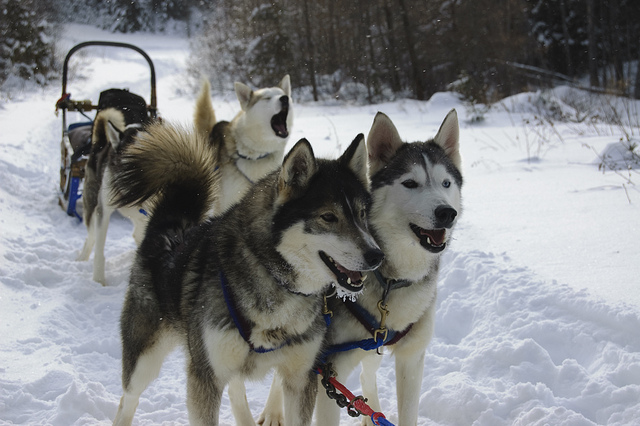 Who let the dogs out? Husky sled team in Canada