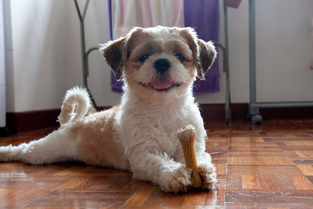 A happy dog with a bone