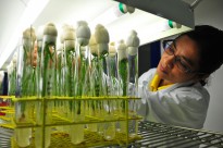 Dr. Shanta Karki studies rice plants being grown at IRRI's Biotech labs.