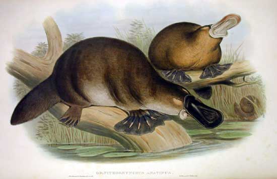 John Gould print image of Ornithorhynchus anatinus (platypus)