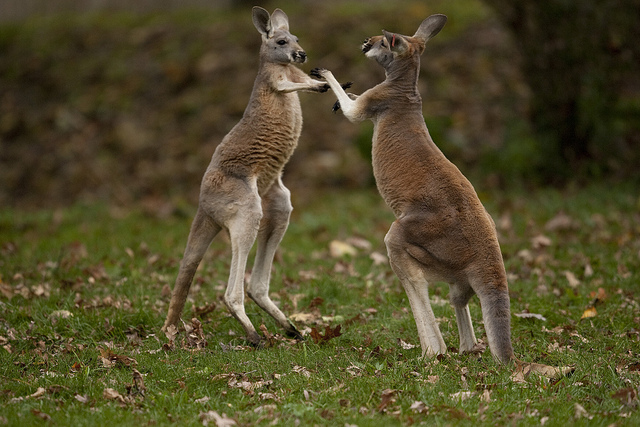Punching above our weight - kangaroo boxing