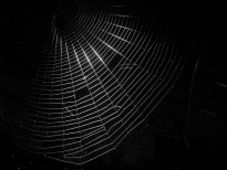 Dark Silk Web