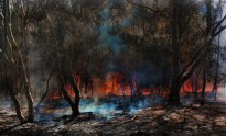The Australian Bushfire, a typical scene across Australia during summer months.
