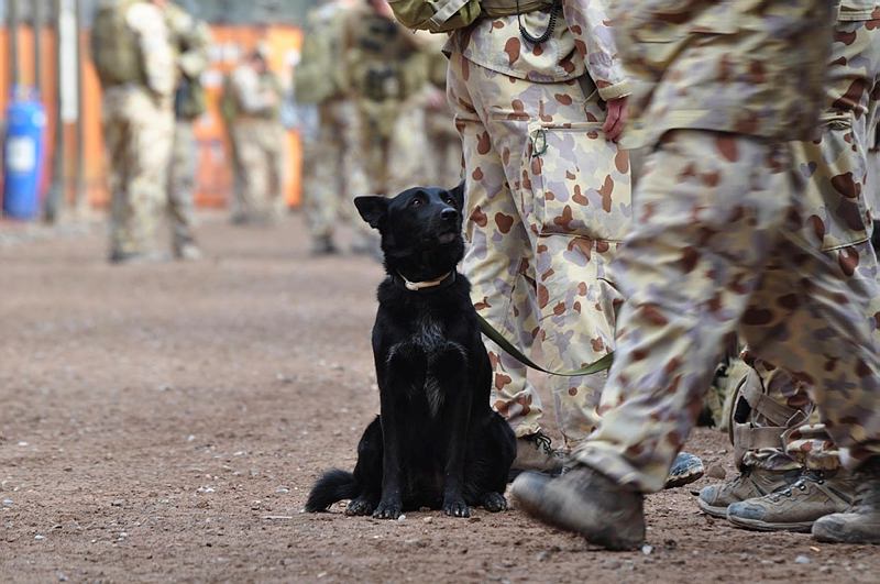 An Explosives Detection Dog sits at the ready before an operation with the commandos of the 1st Commando Regiment in Southern Afghanistan.