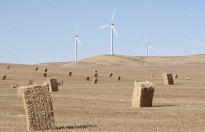 Hallett Hill wind turbines and bailed hay.